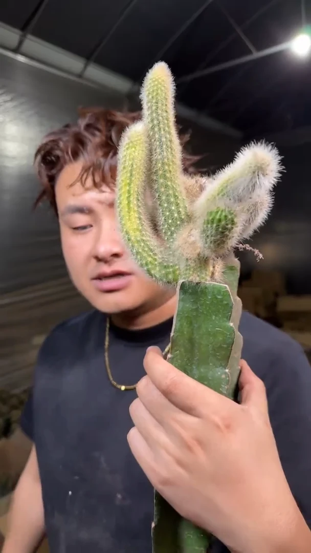 3颗 母本 九尾狐 自然锦【嫁接】