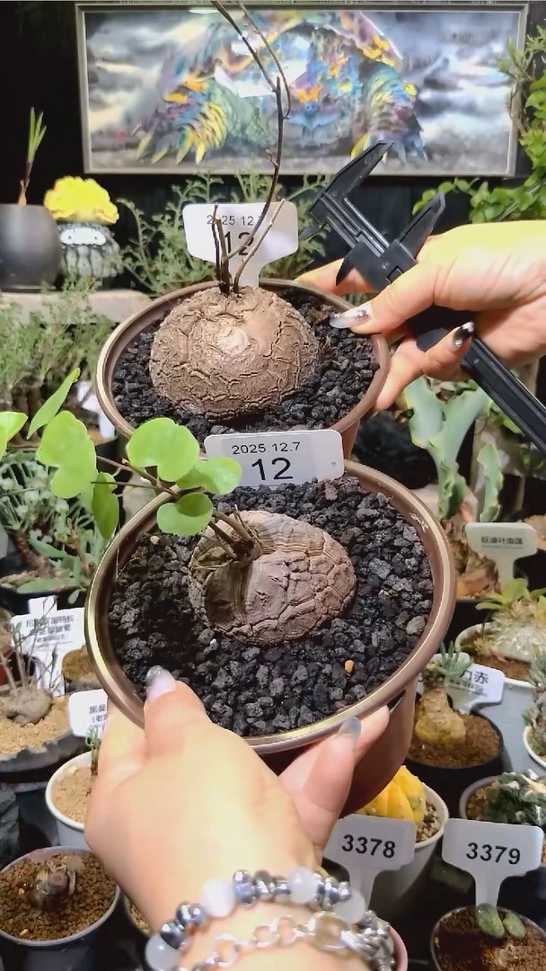 12号1207福利南非龟甲龙买一送一