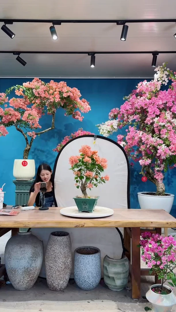 全部花朵不甜西瓜三角梅