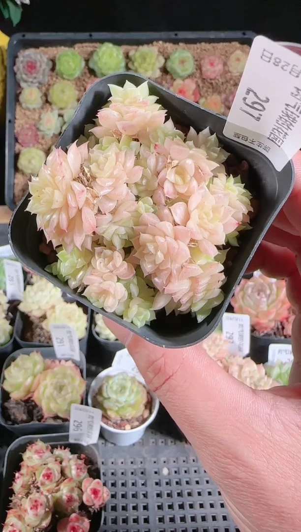 多肉1128-297群生不包整