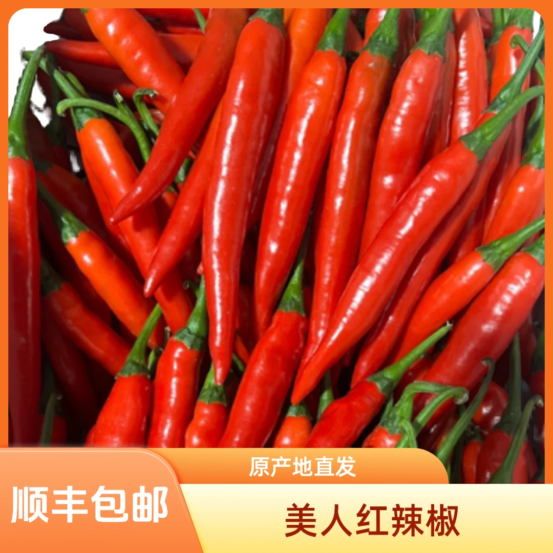 顺丰包邮 新鲜美人红辣椒 辣椒 福建漳州 原产地 现摘包邮