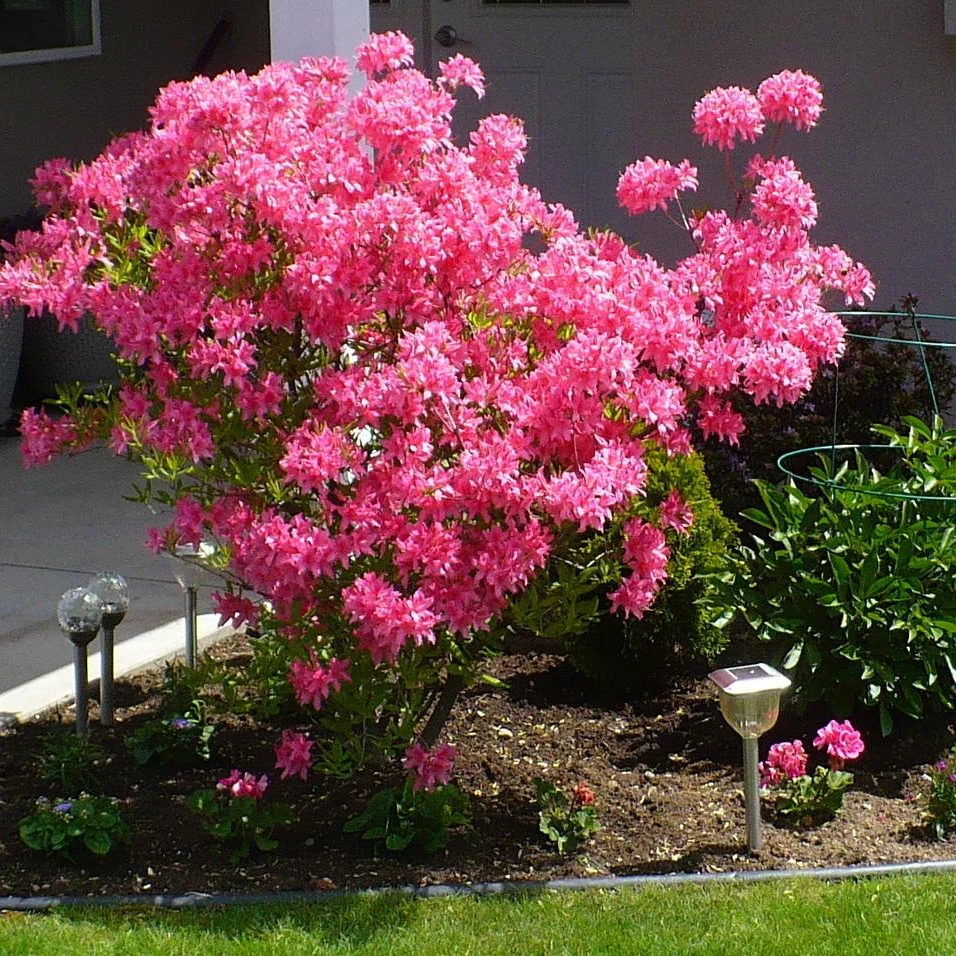 虹越进口 |落叶杜鹃“玫瑰之光”C5盆栽苗庭院花园阳台耐寒好养灌木