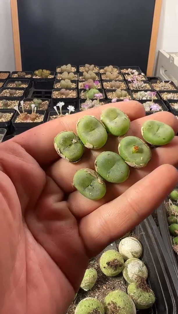 量拍母本水晶鞋7颗   尺寸1.7上下