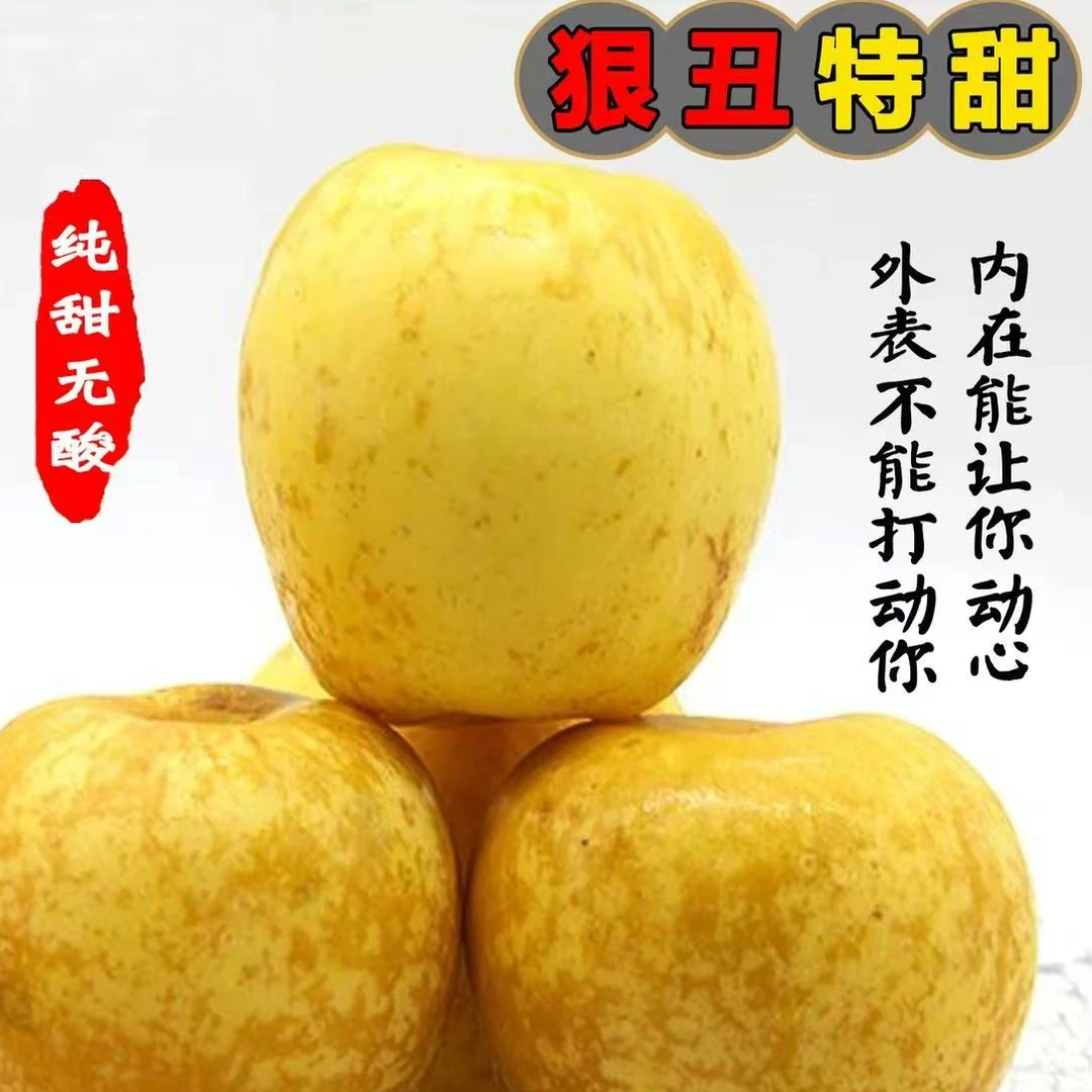 山东烟台正宗维纳斯黄金苹果中果新鲜水果纯甜无酸带果绣雀斑越丑越甜