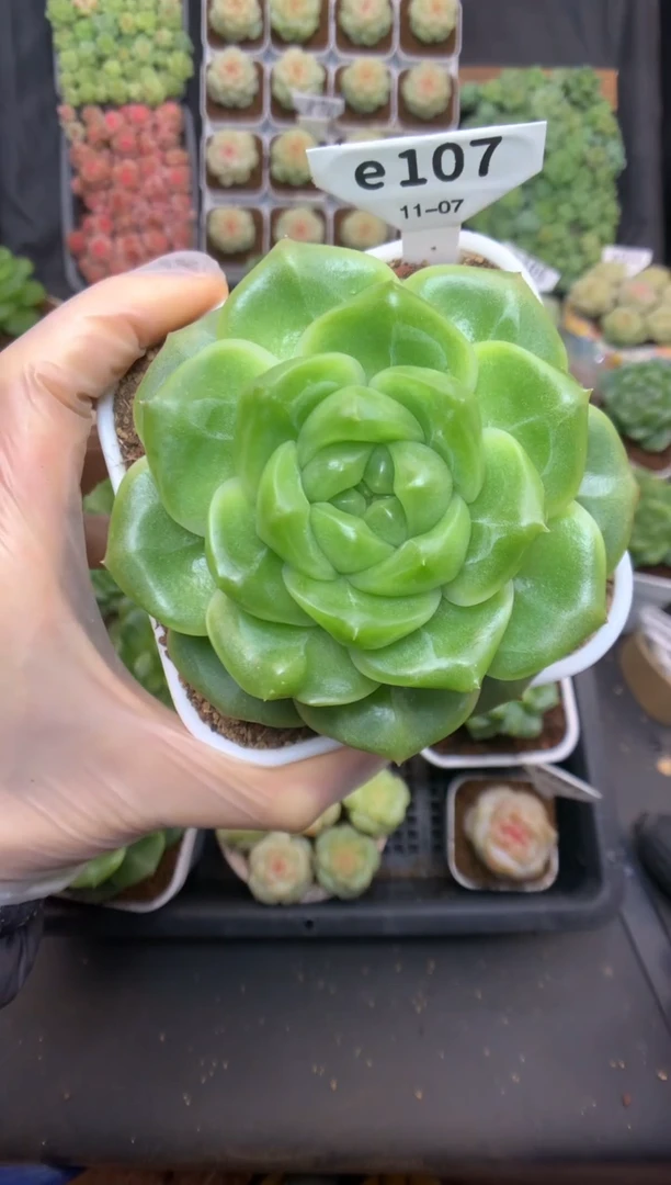 e107 遥遥珍妮 脱土发 279 送珍妮土