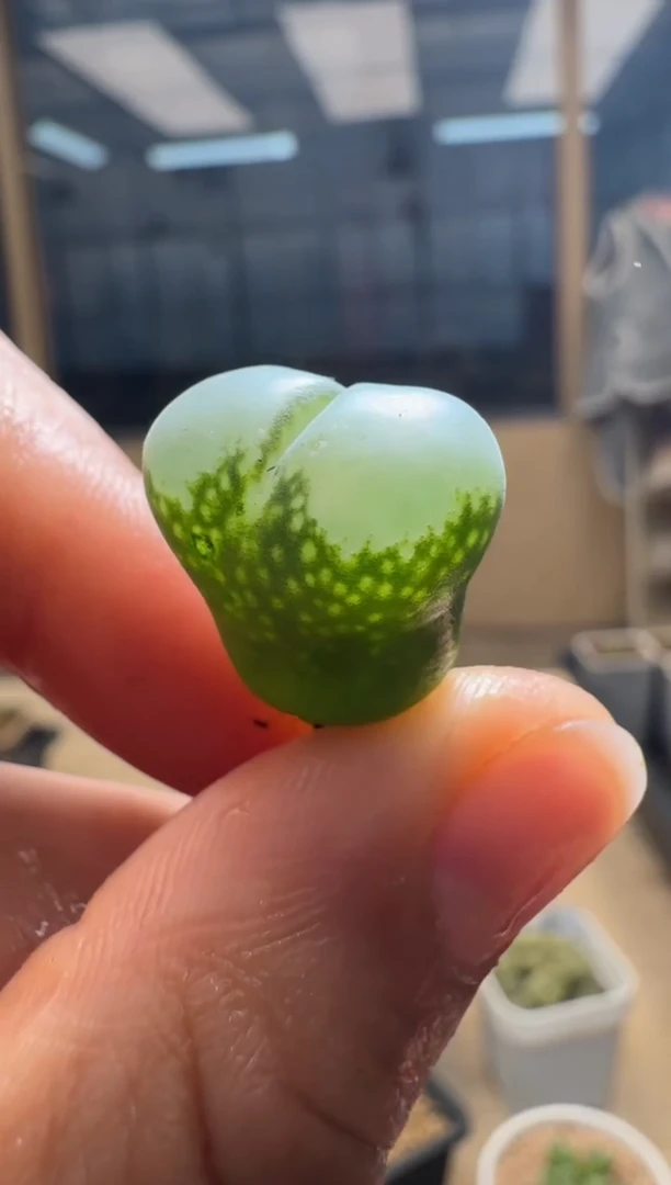 【闪购商品】1/21-412