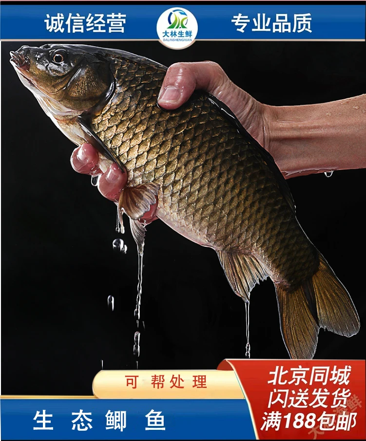鲜活鲫鱼300g-350g/条 默认宰杀，不宰杀请备注鲫鱼同城送