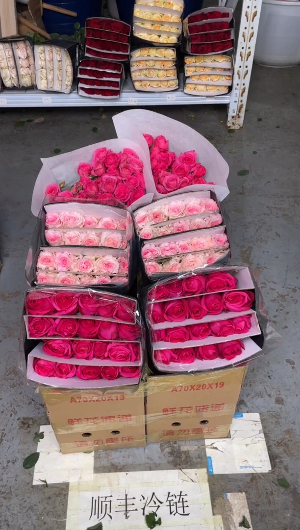 佛洛依德20枝+洛神20枝+ 苏菲10枝