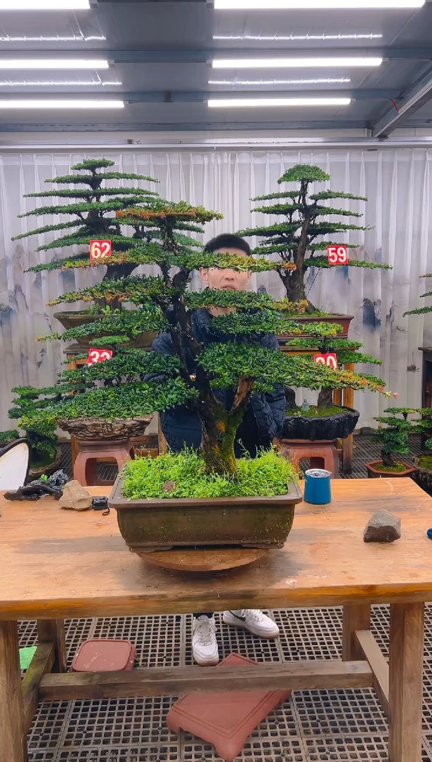 无花朵j*精品盆景直播间一物一拍