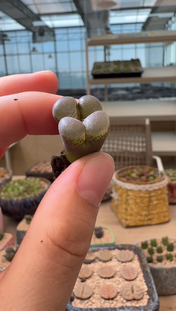 7-259多肉植物肉锥