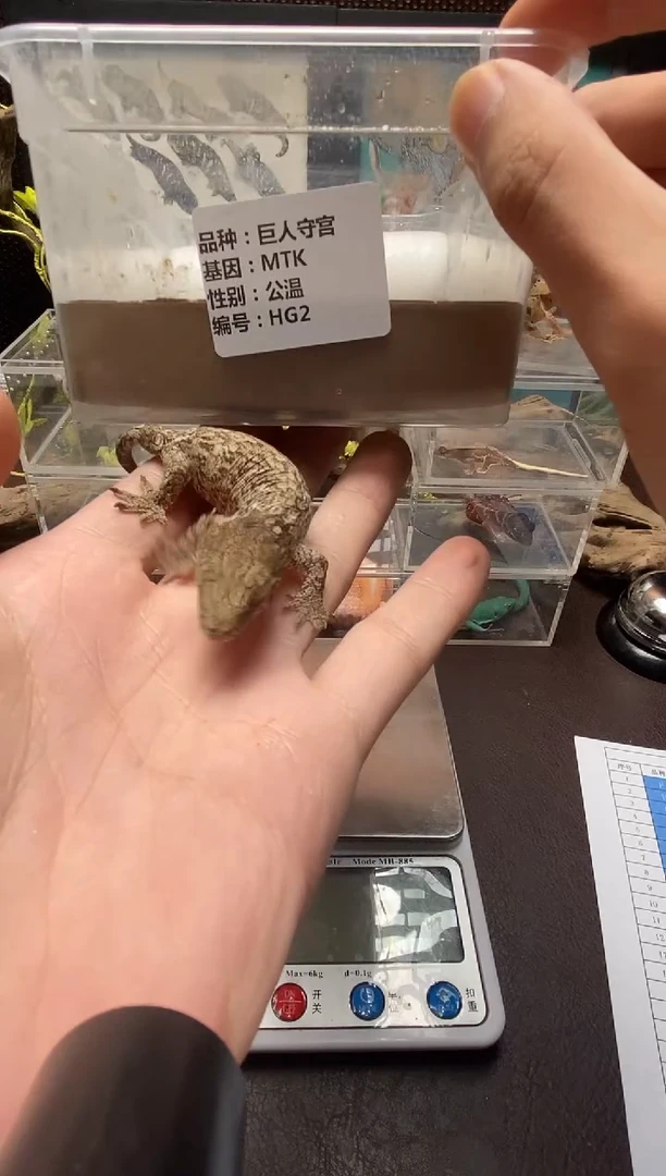 巨人守宫鳞与尾 Scale Tail 爬宠HG2