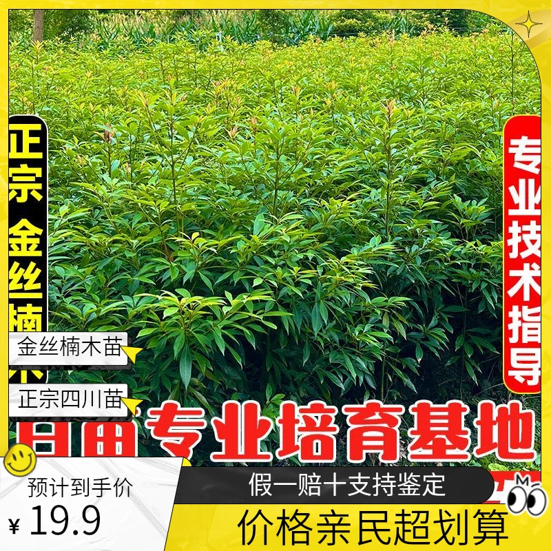 四川正宗金丝楠木苗金丝楠木树苗小叶桢楠树苗楠木大树苗室外庭院