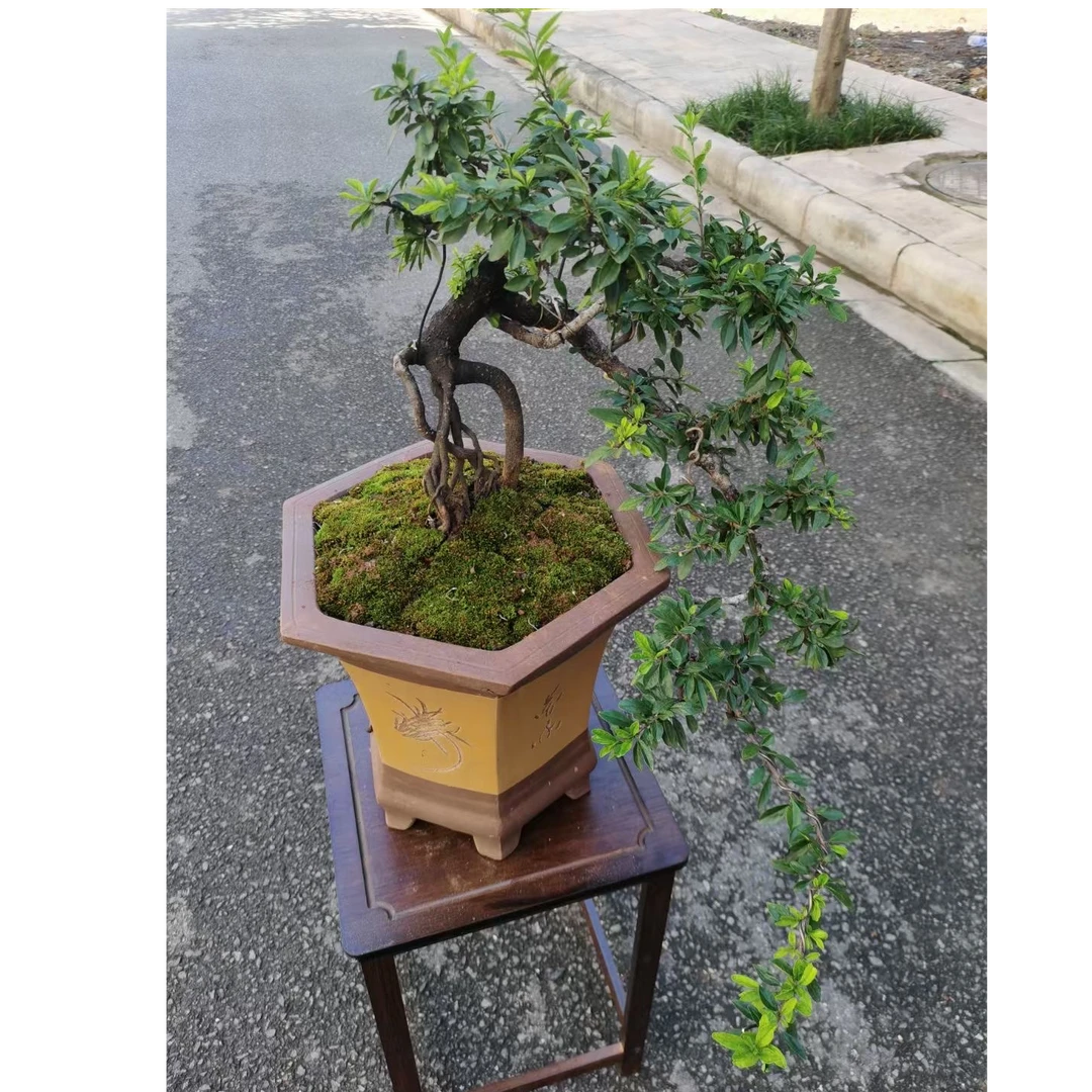 九山盆景260～2200