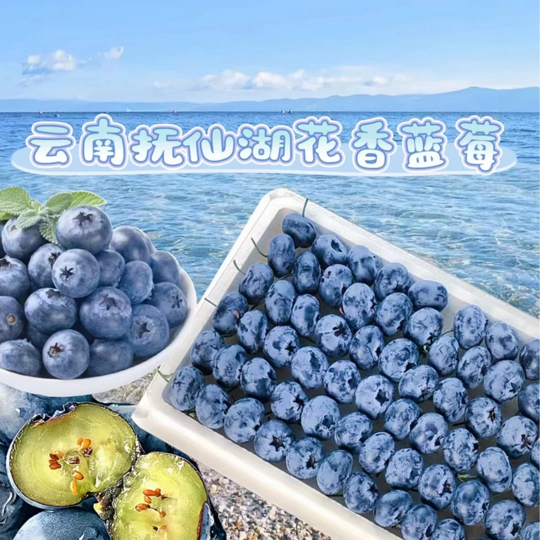 【顺丰次日达】云南高山花香蓝莓果茎18mm顺丰包邮带箱1斤装云南蓝莓云南省昆明市