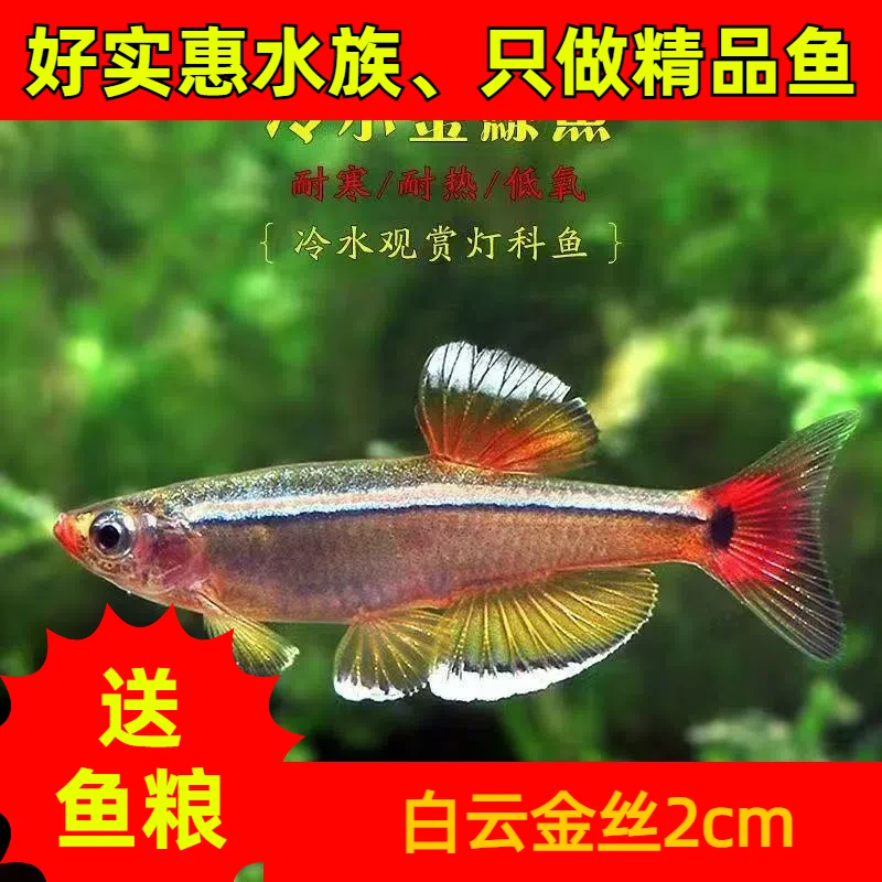 白云金丝小型观赏鱼低温淡水鱼冷水好养鱼原灯科【发顺丰】