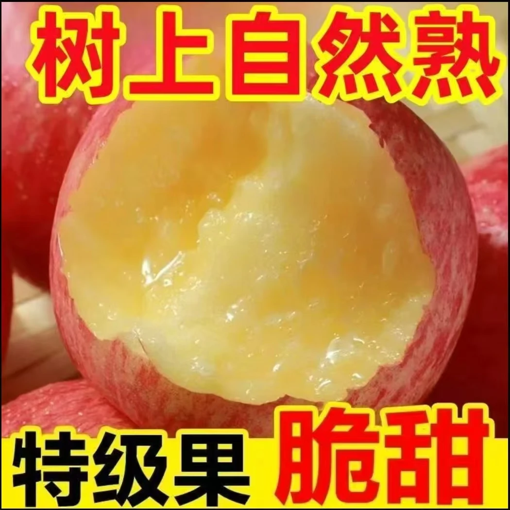 Q1陕西高山红富士苹果新鲜当季脆甜多汁爽口水果