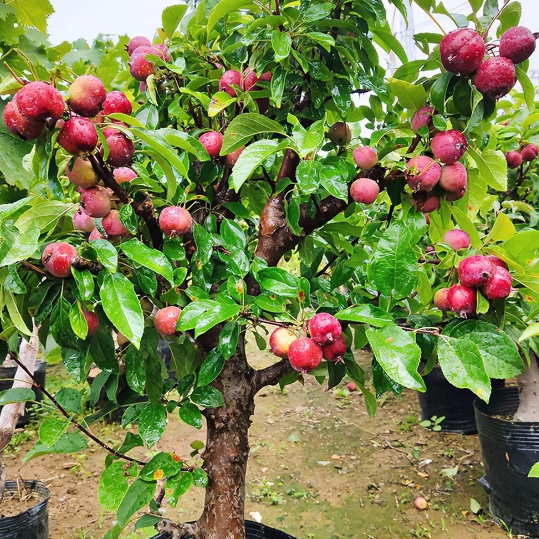 【一物一拍】盆栽花园植物
