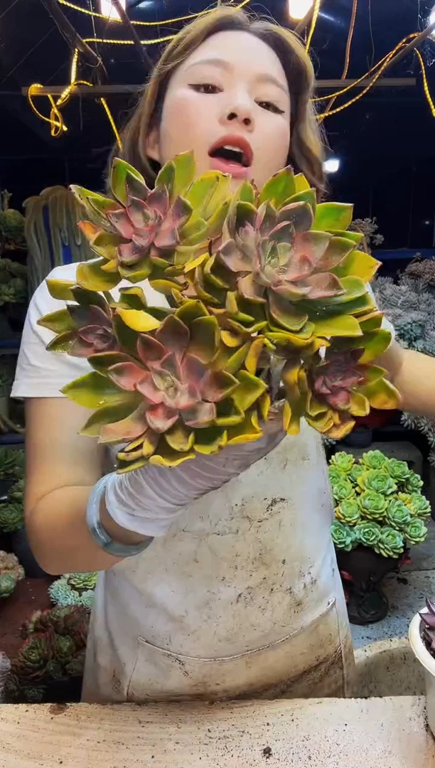 6号一物一拍脱土包邮