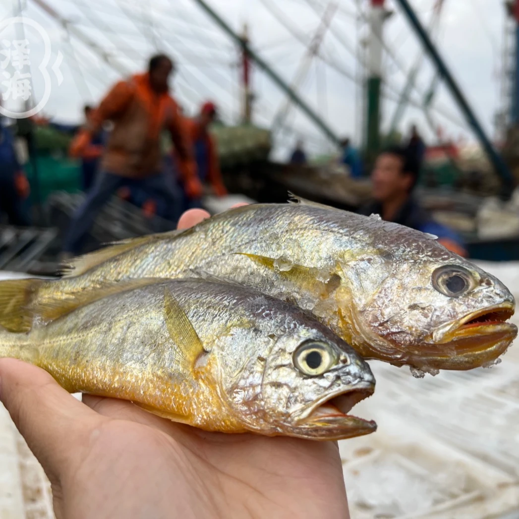 舟山野生海捕小黄鱼极速冷冻顺丰包邮