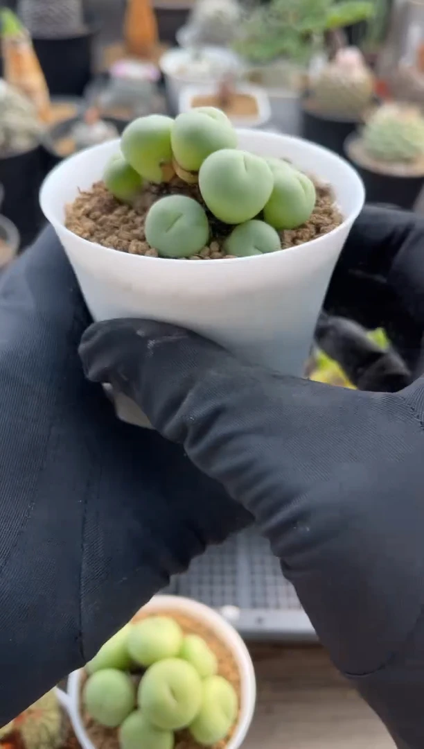 【闪购商品】专拍白花大G嘟嘟嘴