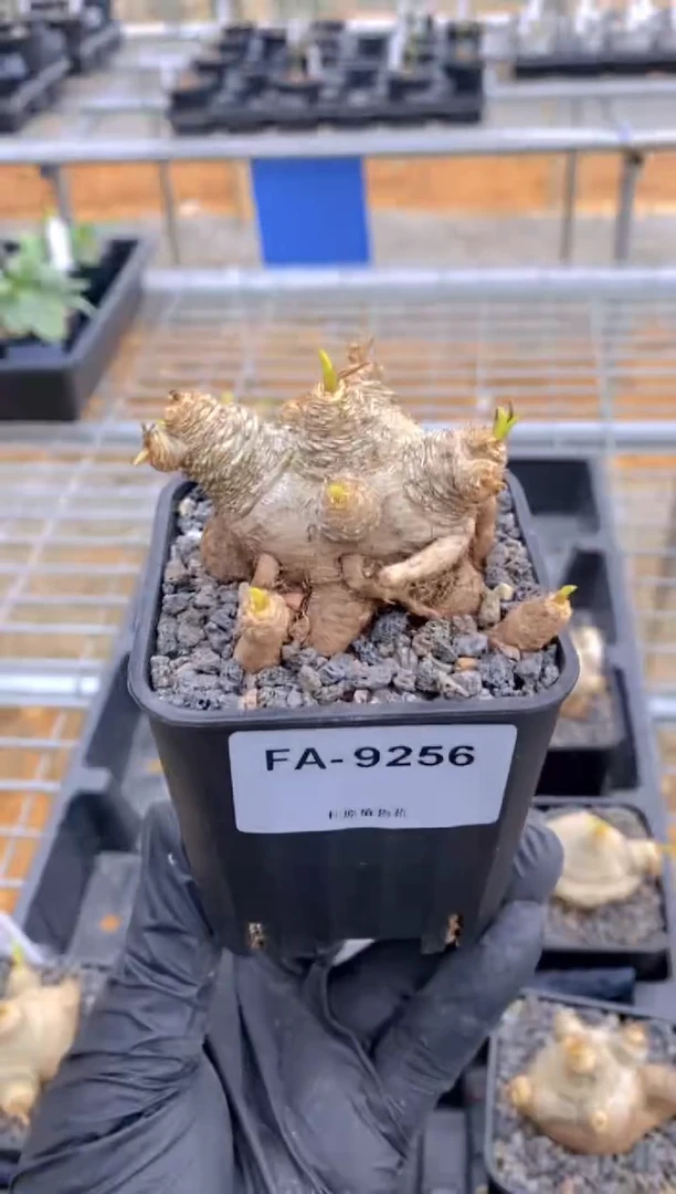 【闪购商品】爱翠斯FA-9256