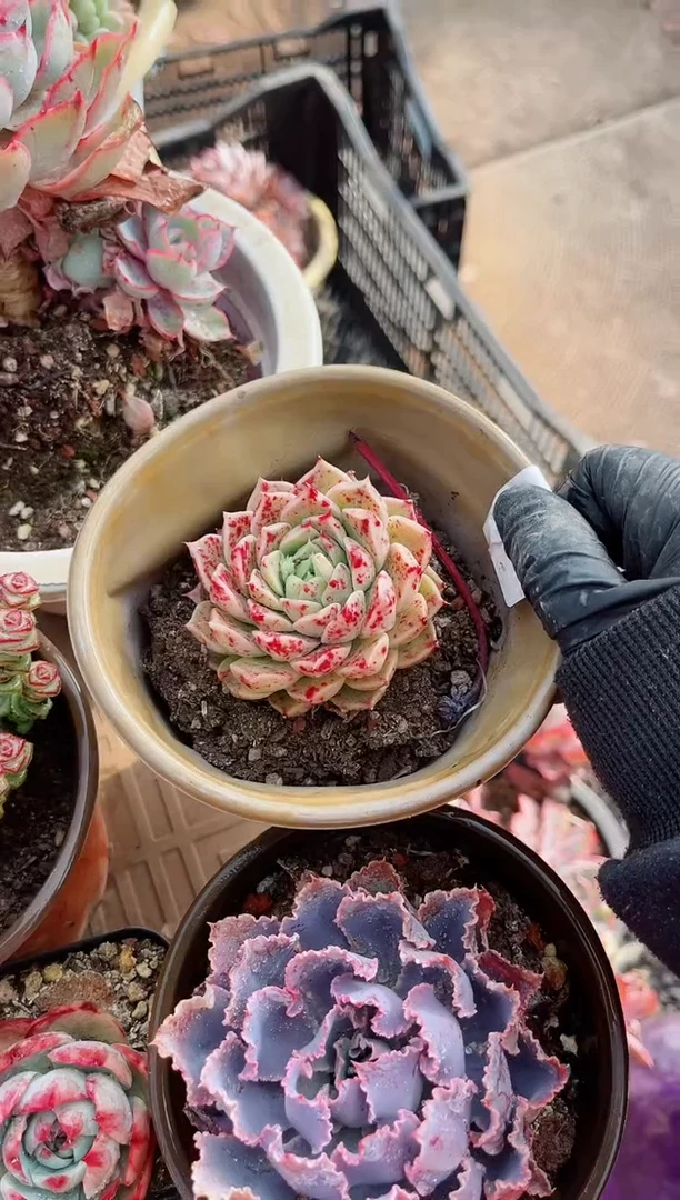 【闪购商品】05259