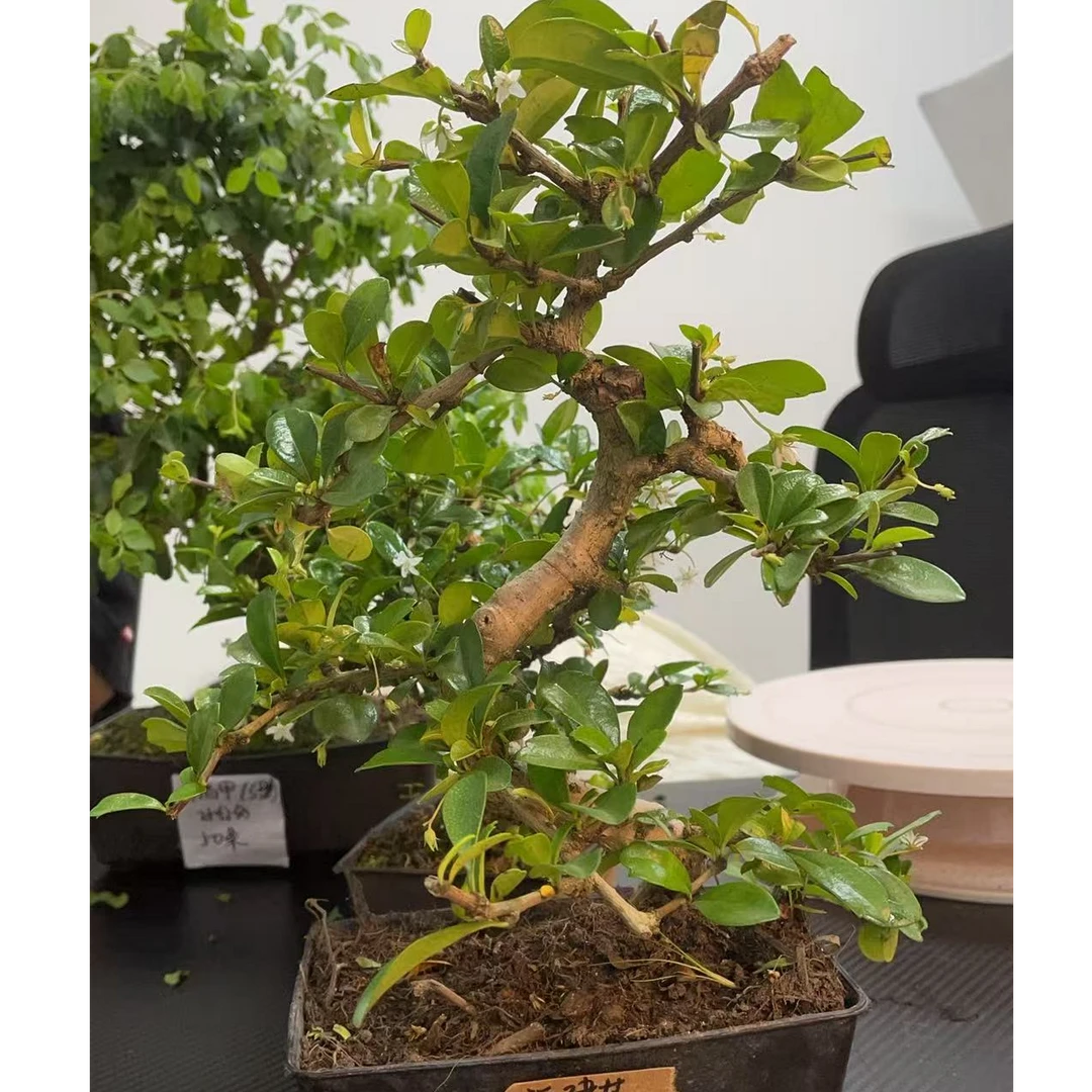福建茶15公分造型 室内植物好养护