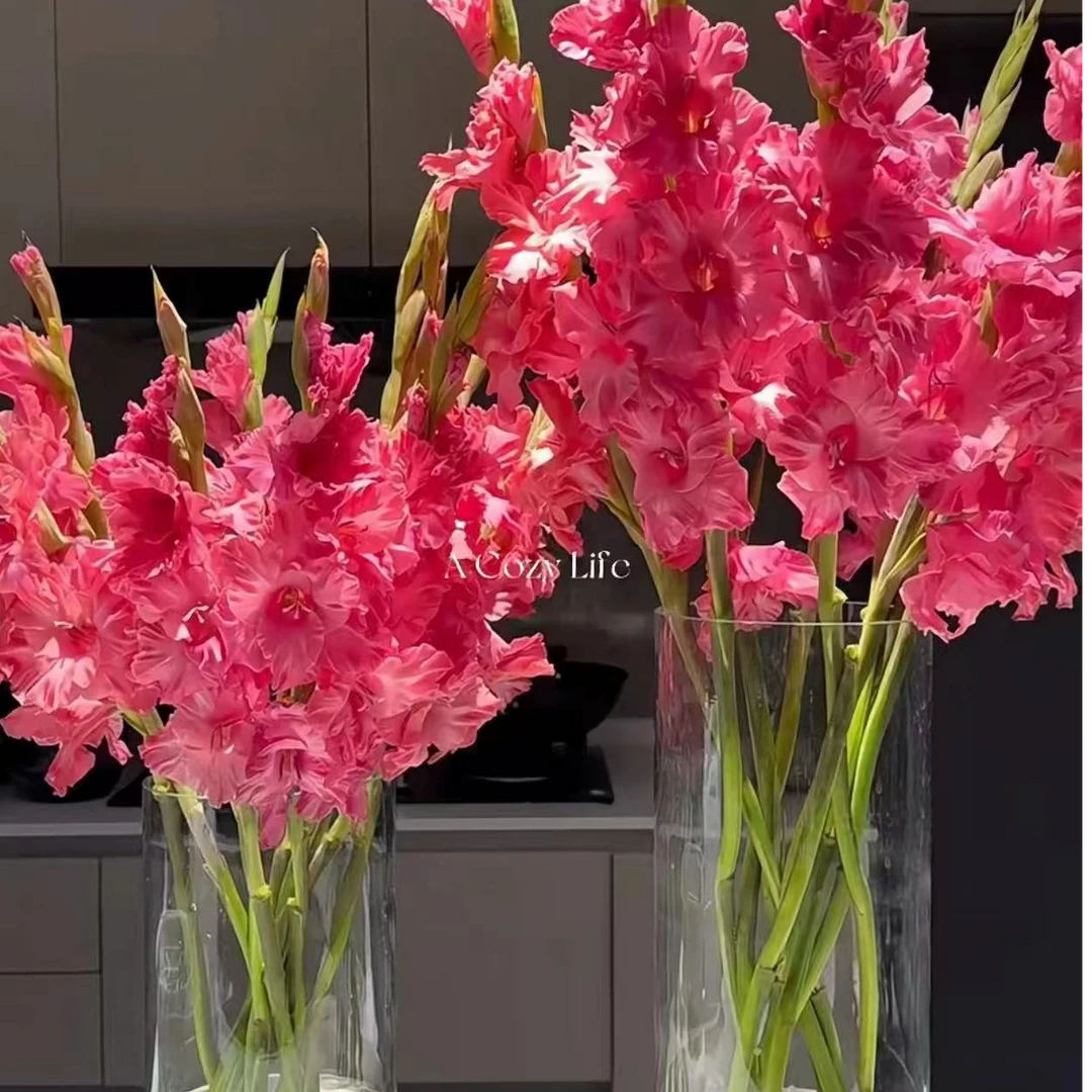 （皇家玫瑰）弗洛伊德色剑兰鲜花 东北基地直发顺丰包邮水生鲜切花