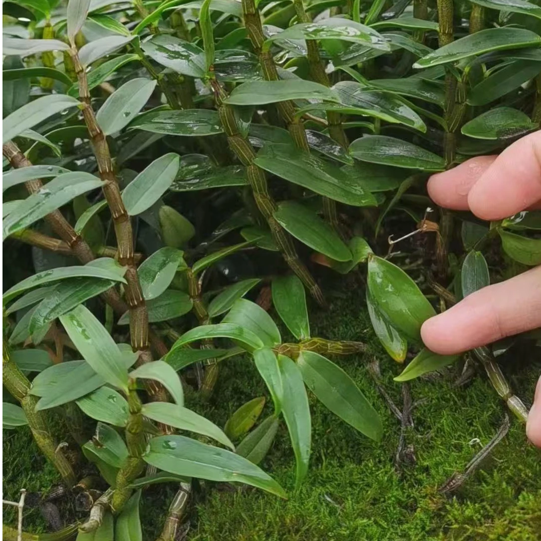 霍山林下仿野生铁皮石斛鲜条
