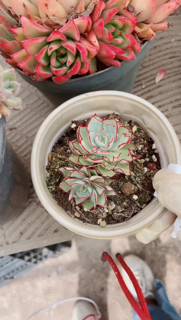 16292多肉植物一物一拍