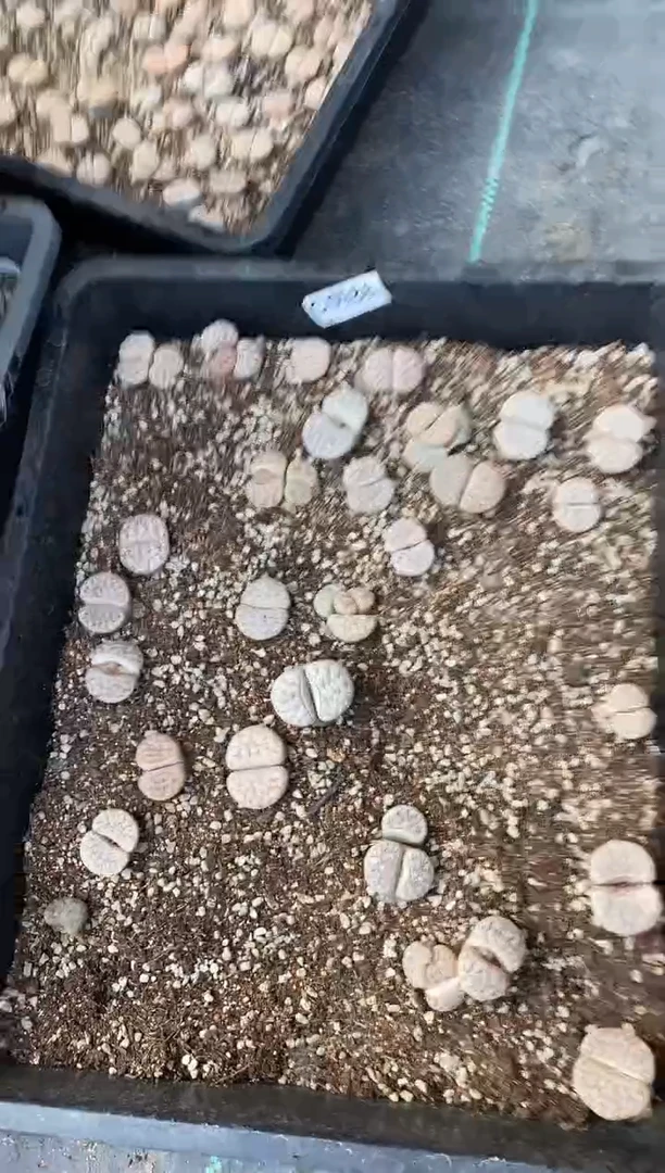 5986脱土直播一物一拍