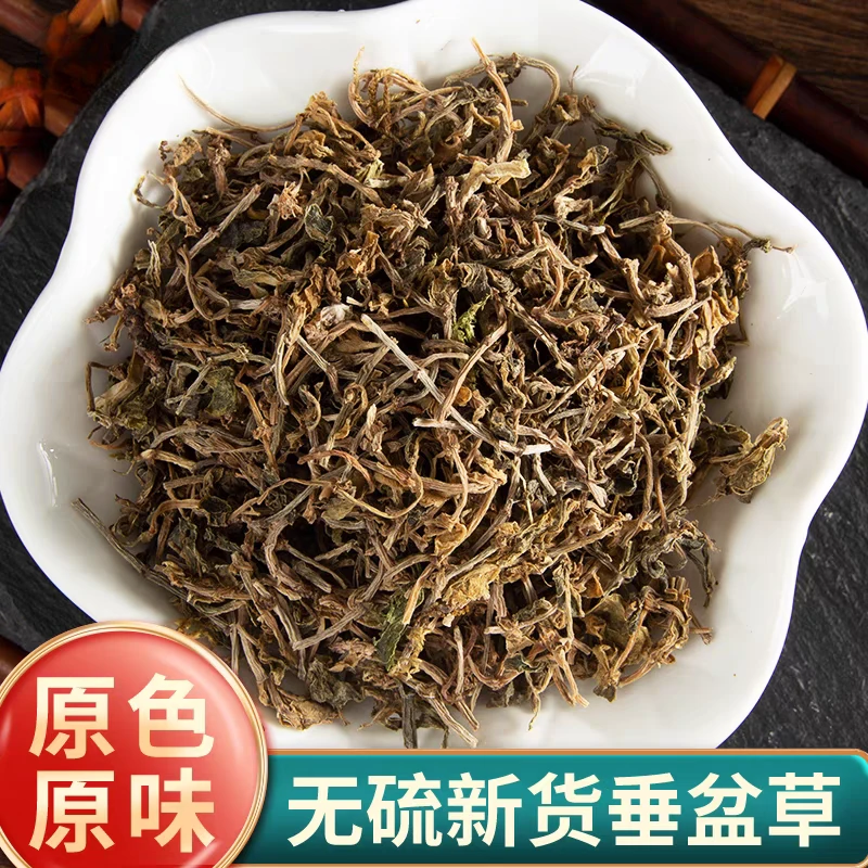 【垂盆草】精选正宗道地天然新货垂盆草搭配枸杞泡水泡茶喝滋补养生