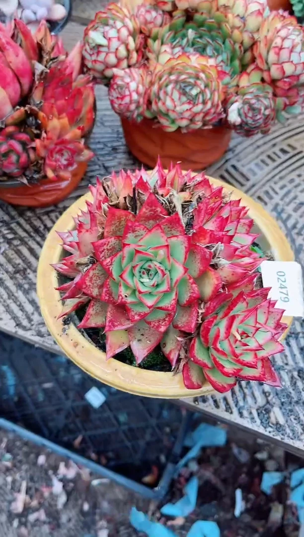 【闪购商品】03479