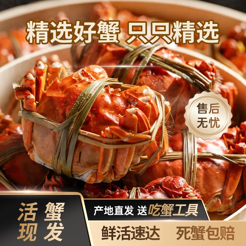 【活蟹】苏州大闸蟹全公蟹6.0 -5.7两10只/8只顺丰包邮a