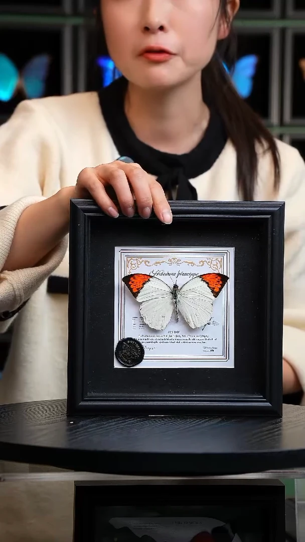 鹤顶粉蝶盲盒版7寸方框