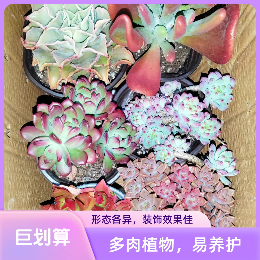 多肉植物，箱拍，无喷漆，无滤镜