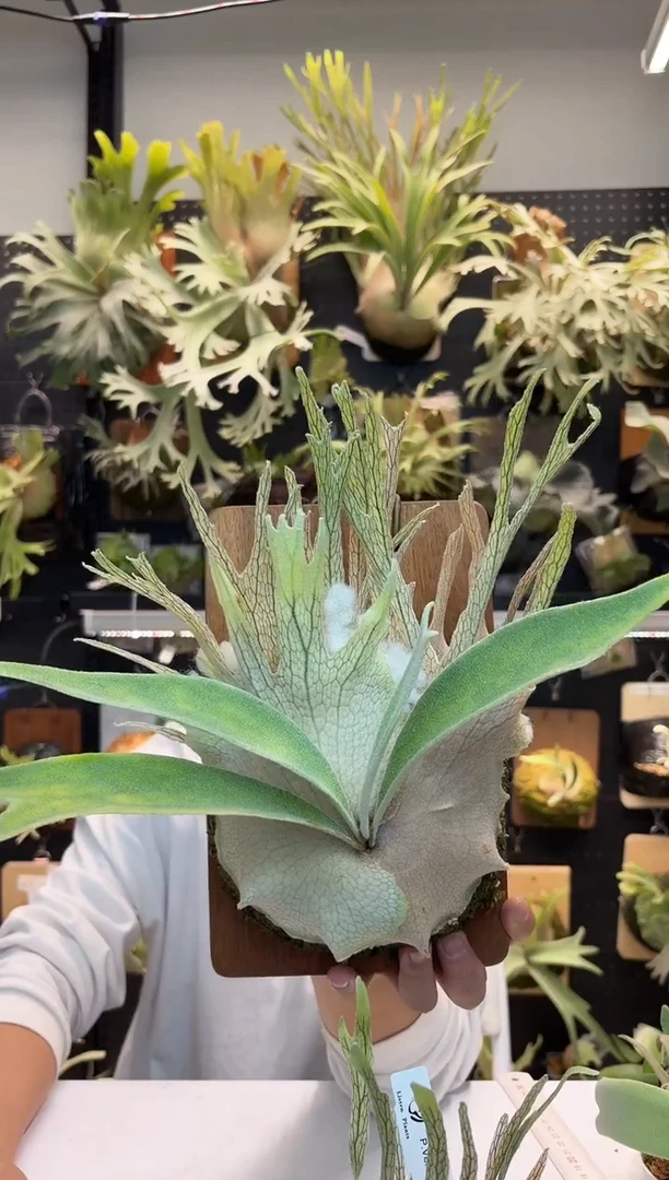 无花朵野银321大压成备用母本