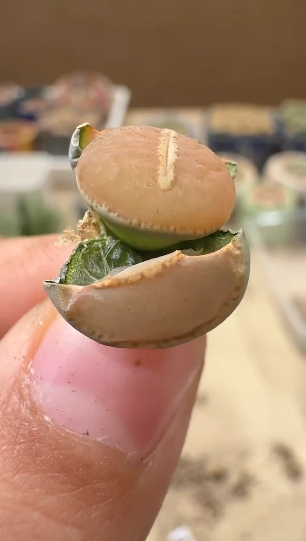 多肉植物肉锥16-252