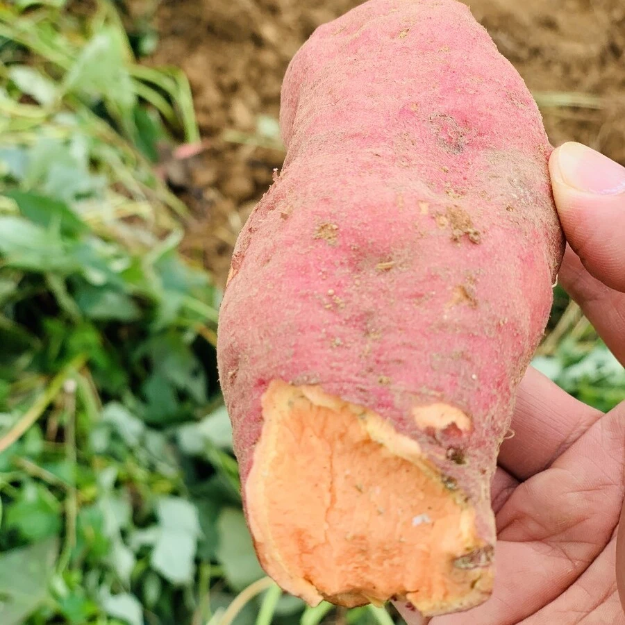 陕北农家自种(红薯王）老品种红薯软糯香甜
