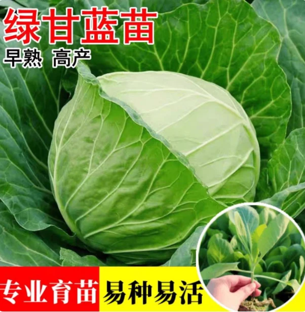 绿甘蓝绿包菜秧苗脆甜圆包菜白菜苗小菜园庭院花盆秋冬耐寒蔬菜苗