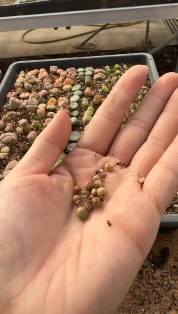 【闪购商品】7-244