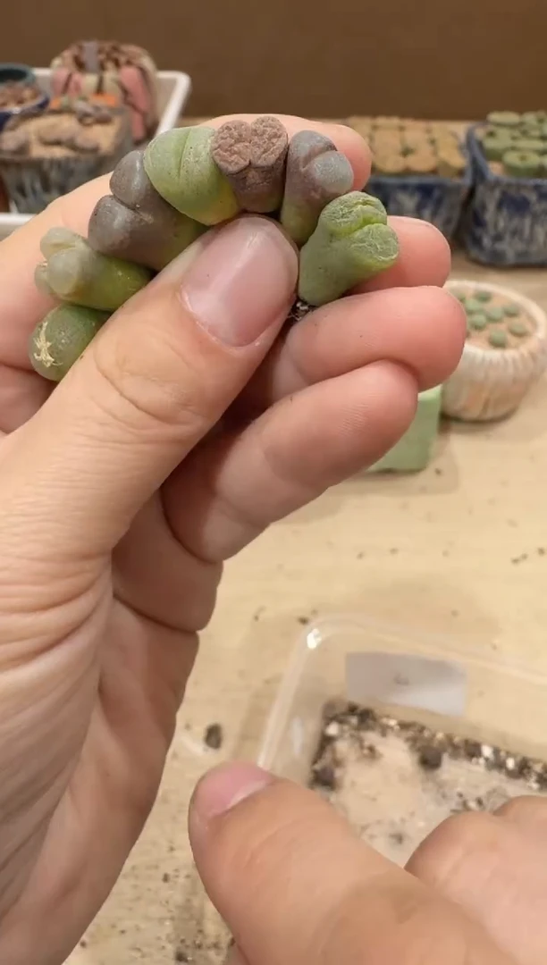 多肉植物肉锥16-308