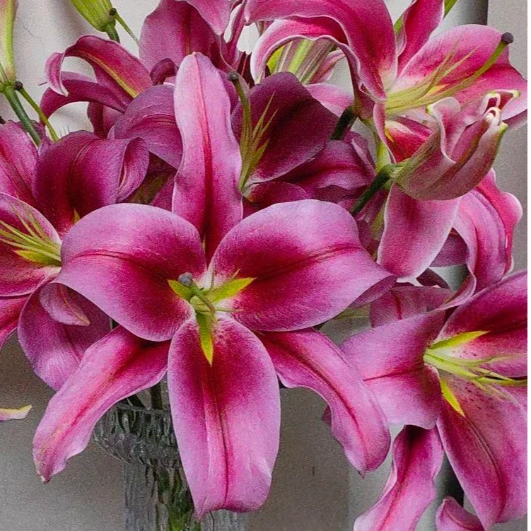 【飞飞甄选】新品·红富士——单瓣香水百合