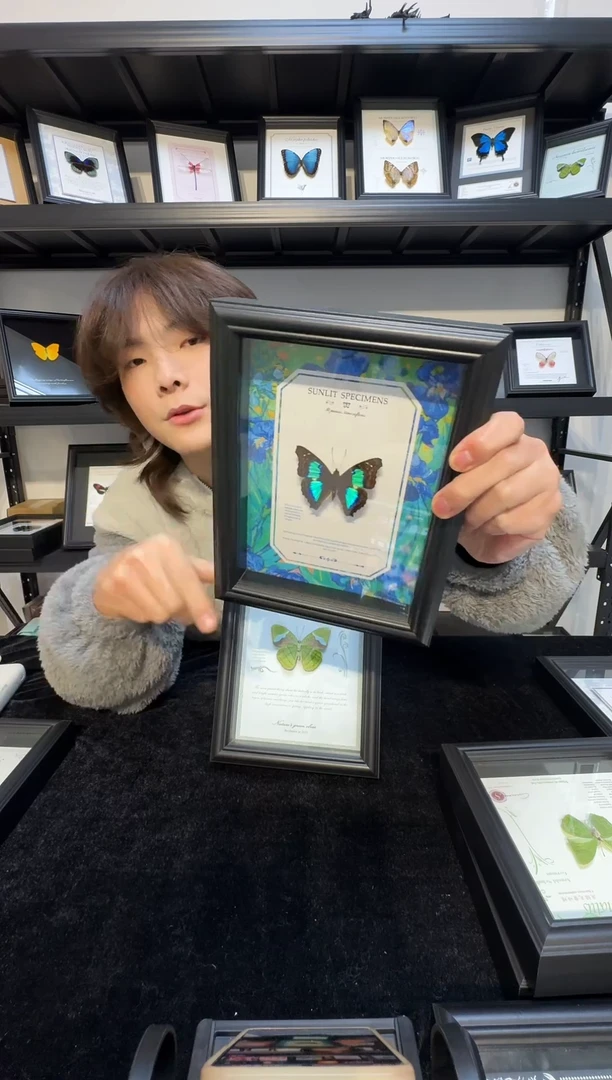 玻璃真实蝴蝶标本