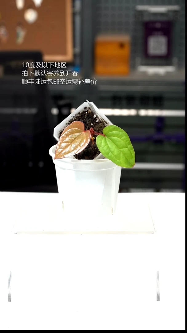 完全开放02-恶魔花烛