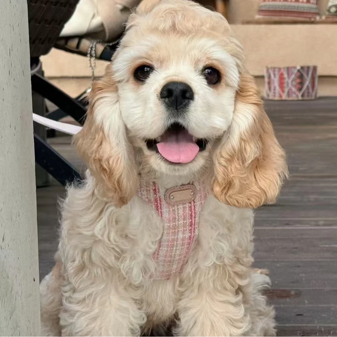 【宠爱速达-】精品美卡雪纳瑞泰迪熊约克夏比熊宠物狗