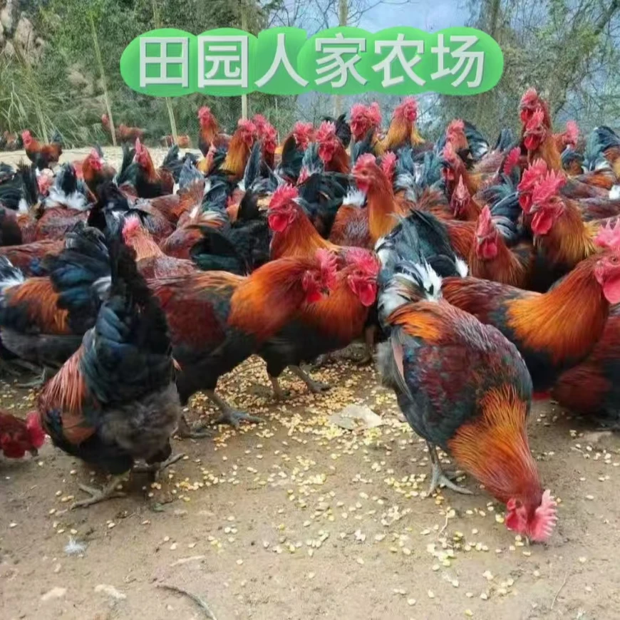 农场散养大公鸡