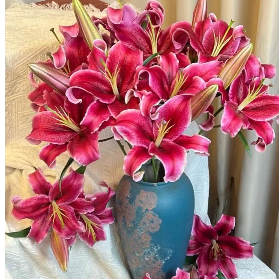 1单【顺丰】包邮[多头黑美人]单瓣香水百合 红色经典 美人斑点