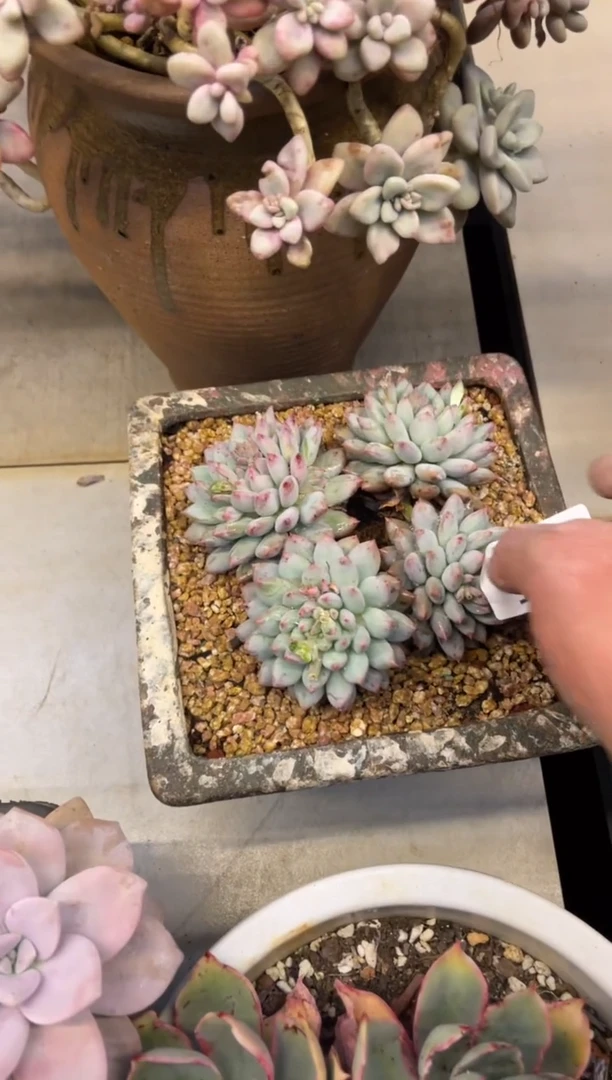 【闪购商品】197二代虞美人