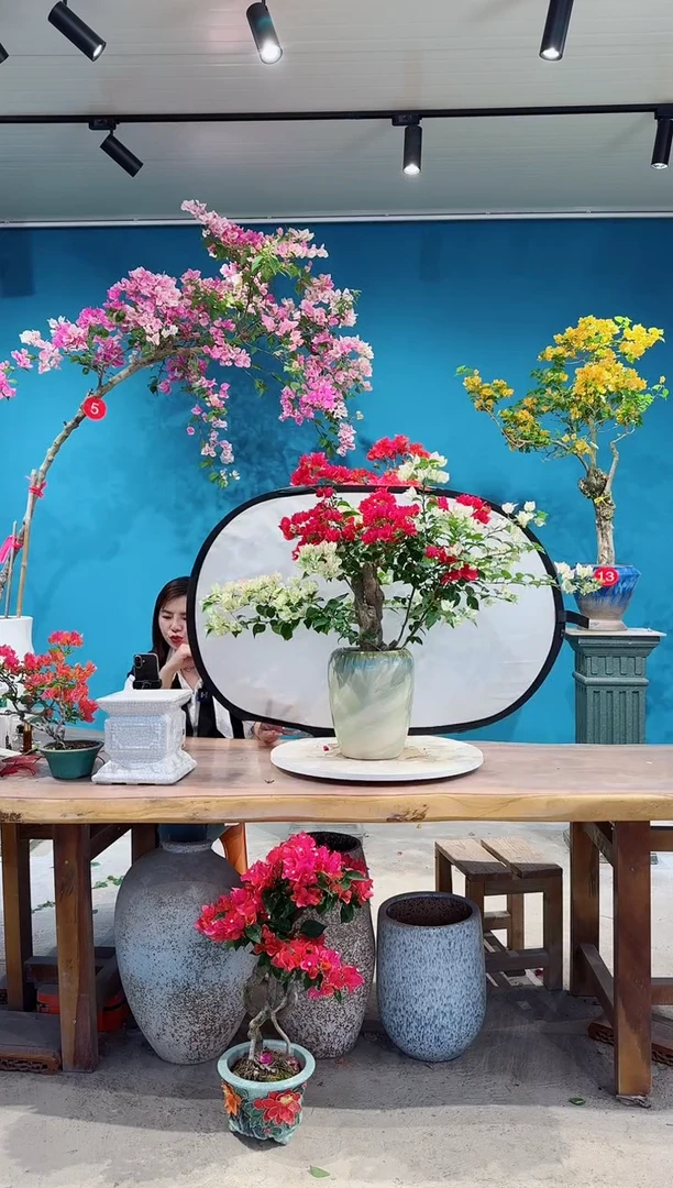 全部花朵绿叶樱花三角梅